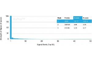 Analysis of Protein Array containing more than 19,000 full-length human proteins using CD31 Mouse Monoclonal Antibody (PECAM1/3540) Z- and S- Score: The Z-score represents the strength of a signal that a monoclonal antibody (MAb) (in combination with a fluorescently-tagged anti-IgG secondary antibody) produces when binding to a particular protein on the HuProtTM array. (CD31 抗体  (AA 625-738))