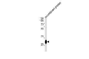 BCL2L1 Antibody (ABIN1882212 and ABIN2843472) western blot analysis in recombinant protein lysates (35 μg/lane). (BCL2L1 抗体)