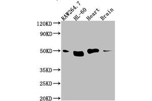 Western Blot Positive WB detected in: RAW264. (Recombinant TINF2 抗体)