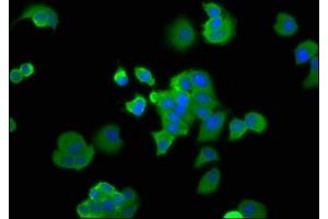 Immunofluorescence staining of MCF-7 cells with ABIN7164746 at 1:166, counter-stained with DAPI. (PA2G4 抗体  (AA 2-394))