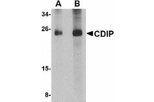 Image no. 1 for anti-LITAF-Like Protein (CDIP1) (Internal Region) antibody (ABIN478041) (CDIP1 抗体  (Internal Region))