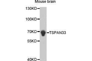 Western blot analysis of extracts of mouse brain, using TSPAN33 antibody (ABIN5973010). (TSPAN33 抗体)