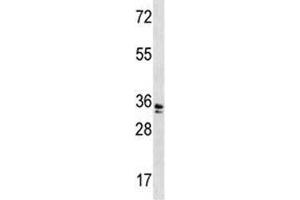 WDR5 antibody western blot analysis in A2058 lysate. (WDR5 抗体  (AA 12-40))