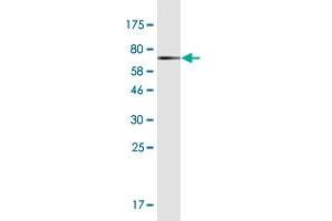 Western Blot detection against Immunogen (68.
