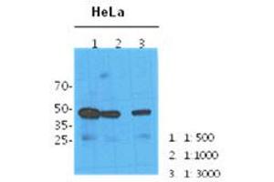 Western Blotting (WB) image for anti-N-Acetylneuraminic Acid Synthase (NANS) antibody (ABIN781547) (NANS 抗体)