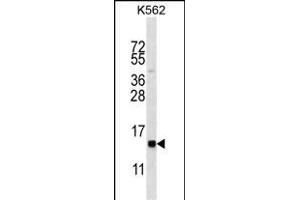 HIST1H2BL Antibody (N-term) (ABIN656638 and ABIN2845883) western blot analysis in K562 cell line lysates (35 μg/lane). (Histone 2b (HIST1H2BL) (AA 1-30), (N-Term) 抗体)