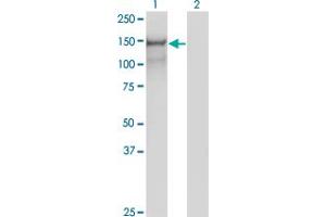 Western Blot analysis of PCDH10 expression in transfected 293T cell line by PCDH10 monoclonal antibody (M07), clone 2H6. (PCDH10 抗体  (AA 18-127))