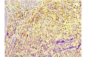 Immunohistochemistry of paraffin-embedded human tonsil tissue using ABIN7156877 at dilution of 1:100 (IL27 Receptor alpha 抗体  (AA 33-283))