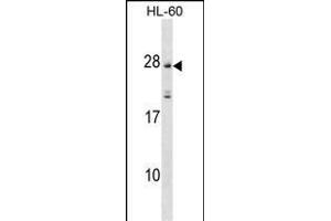 Western Blotting (WB) image for anti-Membrane-Spanning 4-Domains, Subfamily A, Member 5 (MS4A5) (AA 22-48), (N-Term) antibody (ABIN1539182)