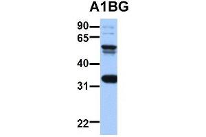 Western Blotting (WB) image for anti-alpha-1-B Glycoprotein (A1BG) (N-Term) antibody (ABIN2778136)
