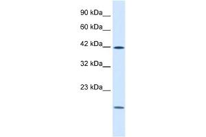 WB Suggested Anti-USF1 Antibody Titration:  1. (USF1 抗体  (N-Term))