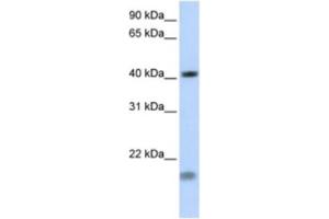 Western Blotting (WB) image for anti-Short Stature Homeobox 2 (SHOX2) antibody (ABIN2460684) (SHOX2 抗体)