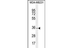 OR10Z1 Antibody (C-term) (ABIN655371 and ABIN2844927) western blot analysis in MDA-M cell line lysates (35 μg/lane). (OR10Z1 抗体  (C-Term))