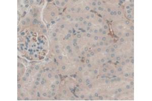 IHC-P analysis of Mouse Kidney Tissue, with DAB staining. (C5A 抗体  (AA 679-755))
