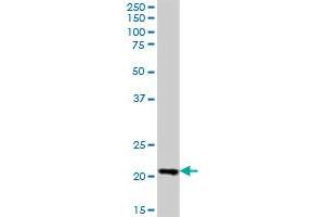 LZIC MaxPab polyclonal antibody. (LZIC 抗体  (AA 1-190))
