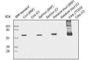 Western Blotting (WB) image for anti-Cytochrome P450 1A (CYP1A) antibody (ABIN108737) (CYP1A 抗体)