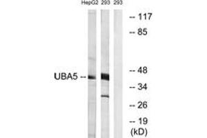 Western blot analysis of extracts from HepG2/293 cells, using UBA5 Antibody. (UBA5 抗体  (AA 281-330))
