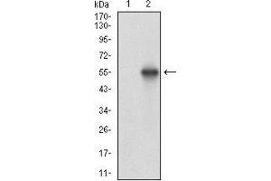 Western blot analysis using CSNK2B mAb against HEK293 (1) and CSNK2B (AA: FULL(1-215))-hIgGFc transfected HEK293 (2) cell lysate. (CSNK2B 抗体  (AA 1-215))