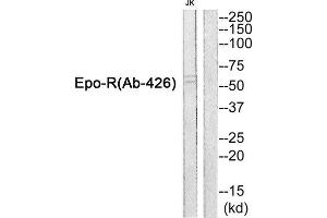 Western Blotting (WB) image for anti-Erythropoietin Receptor (EPOR) antibody (ABIN1848406) (EPOR 抗体)