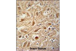 ARPC1A Antibody immunohistochemistry analysis in formalin fixed and paraffin embedded human brain tissue followed by peroxidase conjugation of the secondary antibody and DAB staining. (ARPC1A 抗体  (AA 157-184))