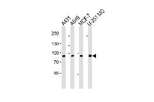 Western blot analysis of lysates from A431, A549, MCF-7, U-251 MG cell line (from left to right), using CN1 Antibody (ABIN6242895 and ABIN6577068). (CAPNL1 抗体  (AA 1-420))