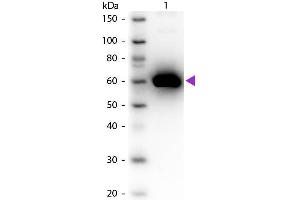 Western blot of Peroxidase conjugated Rabbit Anti-Human Serum Albumin secondary antibody. (Albumin 抗体  (HRP))