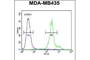 Flow cytometric analysis of MDA-MB435 cells (right histogram) compared to a negative control cell (left histogram). (ANKFY1 抗体  (C-Term))