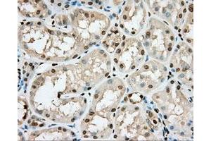 Immunohistochemical staining of paraffin-embedded pancreas tissue using anti-PRKG1 mouse monoclonal antibody. (PRKG1 抗体)