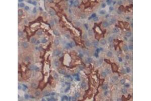 IHC-P analysis of Mouse Tissue, with DAB staining. (Integrin alpha 1 抗体  (AA 103-368))