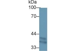 Western Blotting (WB) image for anti-Transmembrane Protein 173 (TMEM173) (AA 159-373) antibody (ABIN7439447)