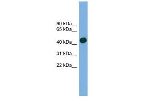 WB Suggested Anti-ACTRT1 Antibody Titration: 0. (ACTRT1 抗体  (Middle Region))