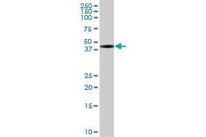 BSPRY MaxPab polyclonal antibody. (BSPRY 抗体  (AA 1-193))