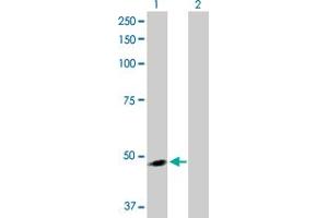 Western Blot analysis of ARMCX3 expression in transfected 293T cell line by ARMCX3 MaxPab polyclonal antibody.