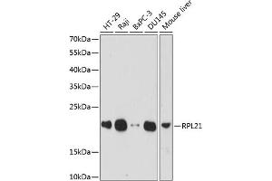 Western blot analysis of extracts of various cell lines, using RPL21 antibody (ABIN7269996) at 1:1000 dilution. (RPL21 抗体  (AA 1-160))
