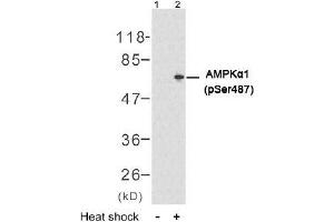 Image no. 2 for anti-Protein Kinase, AMP-Activated, alpha 1 Catalytic Subunit (PRKAA1) (pSer487) antibody (ABIN196905) (PRKAA1 抗体  (pSer487))