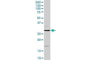 CCND3 MaxPab rabbit polyclonal antibody. (Cyclin D3 抗体  (AA 1-292))