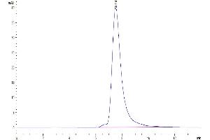 The purity of Human CEACAM-8 is greater than 95 % as determined by SEC-HPLC.
