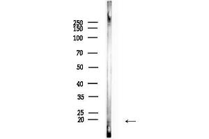 Western blot analysis of lysates from Mouse liver, using LITAF Antibody at 1/1000 dilution.