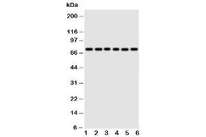 Western blot testing of Splicing factor 1 antibody and Lane 1:  rat spleen