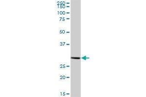 HIBADH MaxPab polyclonal antibody. (HIBADH 抗体  (AA 1-336))