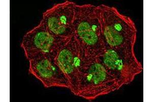 Immunofluorescence analysis of Hela cells using UHRF1 mouse mAb (green). (UHRF1 抗体  (AA 616-755))