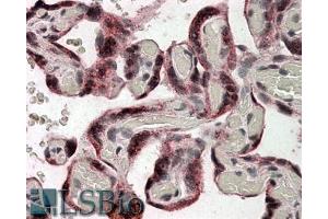 ABIN308452 (3. (IDS 抗体  (Internal Region))