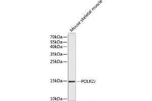 Western blot analysis of extracts of Mouse skeletal muscle using POLR2J Polyclonal Antibody at dilution of 1:1000. (POLR2J 抗体)
