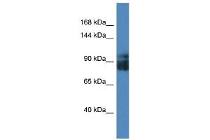 Western Blotting (WB) image for anti-Leucine Rich Repeat Containing 8 Family, Member A (LRRC8A) (Middle Region) antibody (ABIN2783753) (LRRC8A 抗体  (Middle Region))