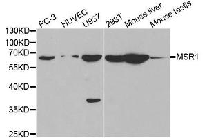 Western blot analysis of extracts of various cell lines, using MSR1 antibody. (Macrophage Scavenger Receptor 1 抗体  (AA 192-451))