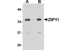 Western blot analysis of ZIP11 in mouse kidney tissue lysate with this product at (A) 1 and (B) 2 μg/ml. (SLC39A11 抗体  (Center))