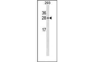 Western blot analysis of HN1 / ARM2 Antibody (Center) in 293 cell line lysates (35ug/lane).