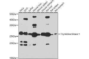 Western blot analysis of extracts of various cell lines, using Thymidine Kinase 1 antibody (ABIN6132726, ABIN6149198, ABIN6149199 and ABIN6221245) at 1:1000 dilution. (TK1 抗体  (AA 1-234))