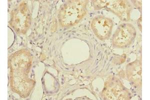 Immunohistochemistry of paraffin-embedded human kidney tissue using ABIN7159418 at dilution of 1:100 (MIER2 抗体  (AA 1-545))