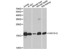 Western Blotting (WB) image for anti-Histone 3 (H3) (C-Term) antibody (ABIN3023243)